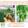 找遍所有山東辣椒苗廠家，還是安信種苗好