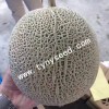 阿魯斯-進口網紋綠肉甜瓜種子