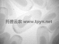 農用透視儀在油豆蟲害防治中應用效果良好