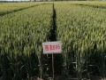 西農805誠征全國優秀代理商