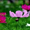 出售波斯菊種子花期120天有5種顏色現貨50噸支持貨到付款