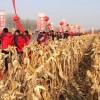 前期干旱、高溫,后期陰雨連綿近一個月,60畝地德單5號,歷經150多天依然站立整齊,是不是很震撼?