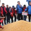 德單5號籽粒直收,不掉籽,不爛籽,品質好,大家紛紛拿出手機拍照、錄像,見證這一重要時刻。