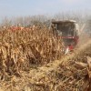 德單5號籽粒直收,不掉籽,不爛籽,品質好,大家紛紛拿出手機拍照、錄像,見證這一重要時刻。