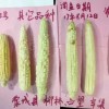 德單5號、德單123抗高溫熱害能力突出