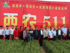 優質強筋小麥新品種西農511示范推廣暨經驗交流會召開 (14?)
