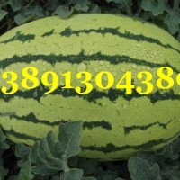 陜西大棚金城5西瓜產地價格，大棚長花皮西瓜基地行情