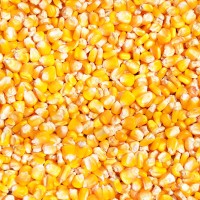 飼料廠長期求購玉米、小麥、高粱等原料