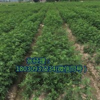 四川藤椒苗為何在全國獨領風騷