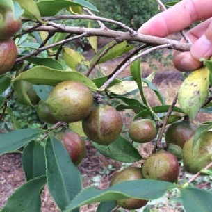 高產嫁接油茶苗價格批發89