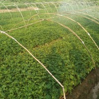花椒苗、普定花椒杯苗、普定花椒杯苗價格