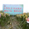 豫玉種業單縣豫禾516、豫禾588觀摩會現場