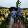 彭總冒雨身體力行拎運玉米植株