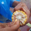 觀摩的客戶品評豫禾588