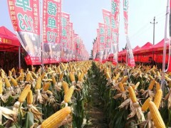要想糧食堆成山，就種德單123 ——德農種業德農學院第八期培訓班在鶴壁圓滿收官 (13?)