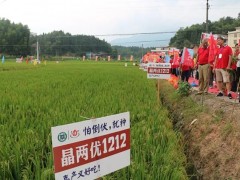 論劍雜交水稻 對接良種產銷——超級雜交水稻高產與優質高峰論壇暨晶兩優1212產銷對接大會隆重召開 (12?)