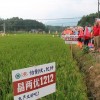 晶兩優1212觀摩現場