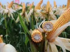凝心聚力謀發展 共贏未來創輝煌——巡天農業農大372戰略合作伙伴2018-2019年度峰會暨新產品推介會成功召開 (19?)