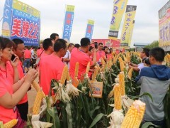 美豫22和中農大788：并蒂金蓮花 耀眼雙子星——2018年豫玉壟地翔玉米新品種觀摩品鑒會召開