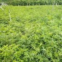 貴陽藤椒苗，貴陽嫁接藤椒苗，貴陽藤椒苗基地