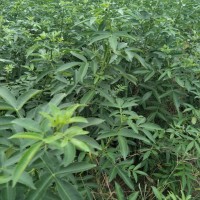 烏當區藤椒苗，烏當區藤椒苗的栽培