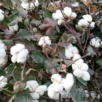 新疆優質棉花種子_棉花種子廠家_早熟高產棉花新品種