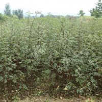 種植花椒苗，修文縣獅子頭花椒苗的優勢