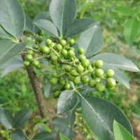 藤椒苗|綿陽藤椒苗|綿陽藤椒苗價格優勢|藤椒苗基地