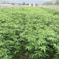 藤椒苗，紅花崗區0.4粗度的藤椒苗