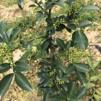 廣安藤椒苗，廣安藤椒苗種植戶，廣安藤椒苗種植難不難