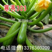 西葫蘆種子 越冬西葫蘆種子批發 耐寒西葫蘆種子