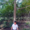 美國黑核桃樹