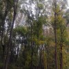 美國黑核桃樹