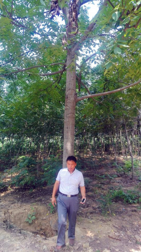4-美國黑核桃速生型大樹