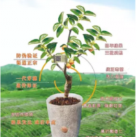 南方苗木批發基地