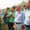 戴院士在豫玉種業領導陪同下觀摩玉米品種