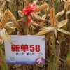 新單58