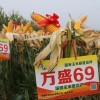 “明星玉米”真的不一般!