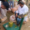 專家們認真細致、一絲不茍地完成測產的每一個程序