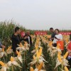 新疆華西種業工作人員向經銷商介紹萬盛69的有關情況
