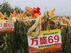 畝產719.86公斤！萬盛69:大災之年表現優異的“明星品種” (15?)