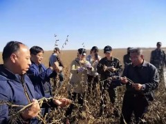 641斤！圣豆5號創造黃淮區域大面積實打驗收高產攻關記錄！ (7?)
