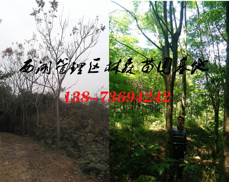 欒樹18-20公分