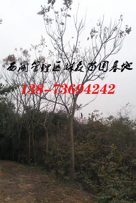 欒樹 G