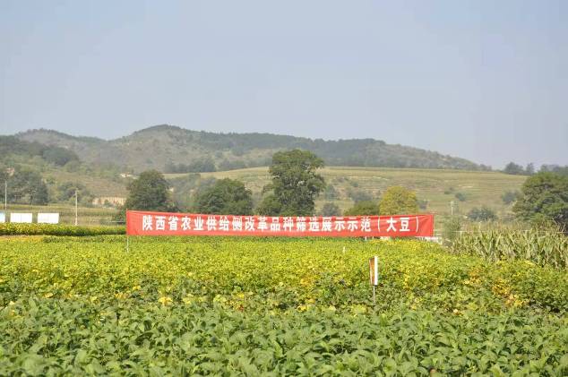 大豆品種示范田.jpg