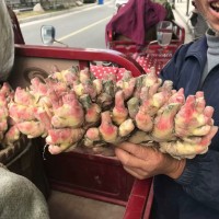 磐安縣紅爪生姜供應