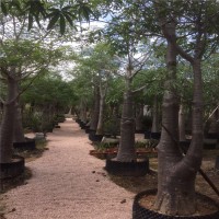 非洲猴面包樹植物 波巴布樹 沙漠景觀 喜溫熱帶 非洲猴面包樹