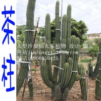 茶柱仙人柱 美國、墨西哥 仙人掌科  大王閣