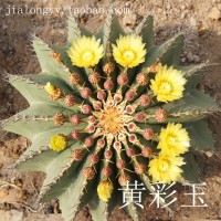 實生 黃彩玉仙人球 庭院室內外 沙漠景觀布置設計 花博園沙漠