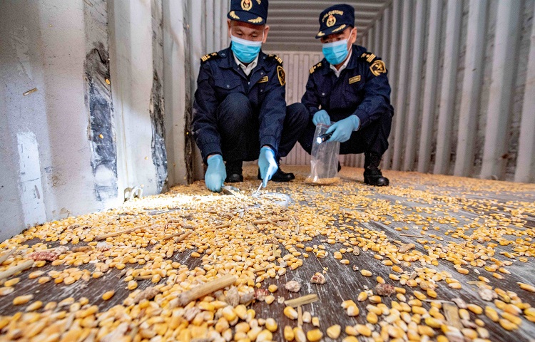 汕頭港海關退運46個攜帶殘留轉基因玉米種子的進境空集裝箱(圖) 汕頭港海關退運46個攜帶殘留轉基因玉米種子的進境空集裝箱(圖)